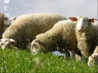 Milchschafe Weide 11