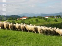 Milchschafe Weide 18