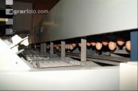 Eier sortieren 3