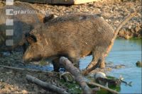 Wildschweine 3