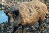 Wildschweine 4