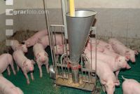 Ferkel säugen 3