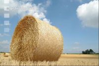 Rundballen Stroh 3