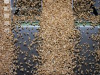 Grain cleaner 3