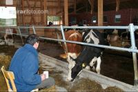 management stable 33