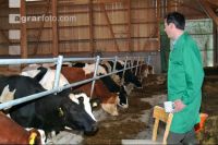 management stable 36