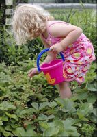 Pick strawberries child