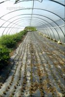 Folientunnel 2