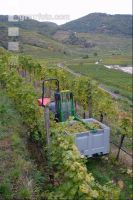 Weinlesen 25