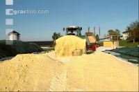 Maiskornsilage 8