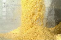 Maiskornsilage 5