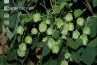Hopfen Blüte 1