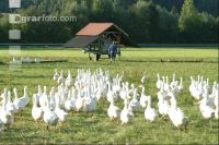 Gänse treiben 3