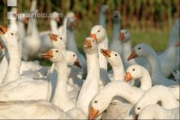 Gänse treiben 4