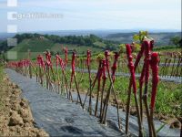 Grape nursery 1