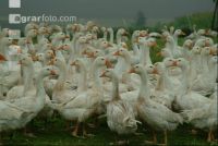 Gänse im Regen 1