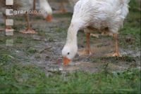 Gänse im Regen 2