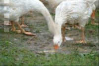 Gänse im Regen 3