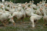 Gänse im Regen 4