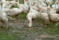 Gänse im Regen 5