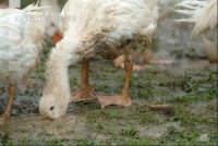 Gänse im Regen 6