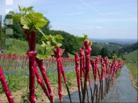 Grape nursery 2