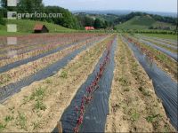 Grape nursery 3