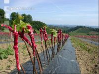 Grape nursery 4
