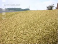 Silomais Silage 34