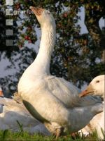 Dänische Gans 1