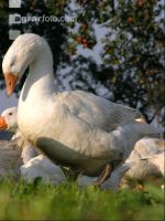 Dänische Gans 2