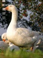 Dänische Gans 3