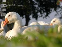 Dänische Gans 4
