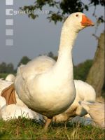 Dänische Gans 5