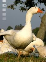 Dänische Gans 6