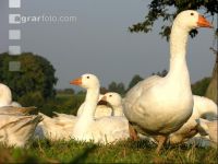 Dänische Gans 7