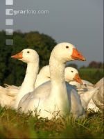 Dänische Gans 8