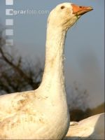 Dänische Gans 9