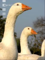 Dänische Gans 10