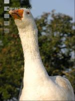 Dänische Gans 11
