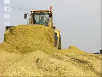 Silomais Silage 84