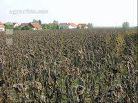Sonnenblumen reif 9