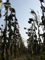 Sonnenblumen reif 11