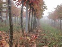 Weingarten im Nebel 5