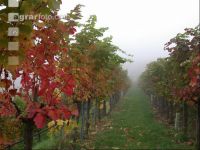 Weingarten im Nebel 4