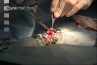 Boa Operation 5