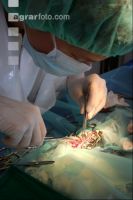 Boa Operation 13