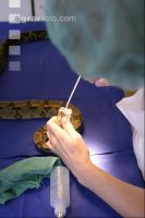 Boa Operation 14