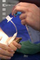 Boa Operation 15