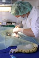 Boa Operation 18